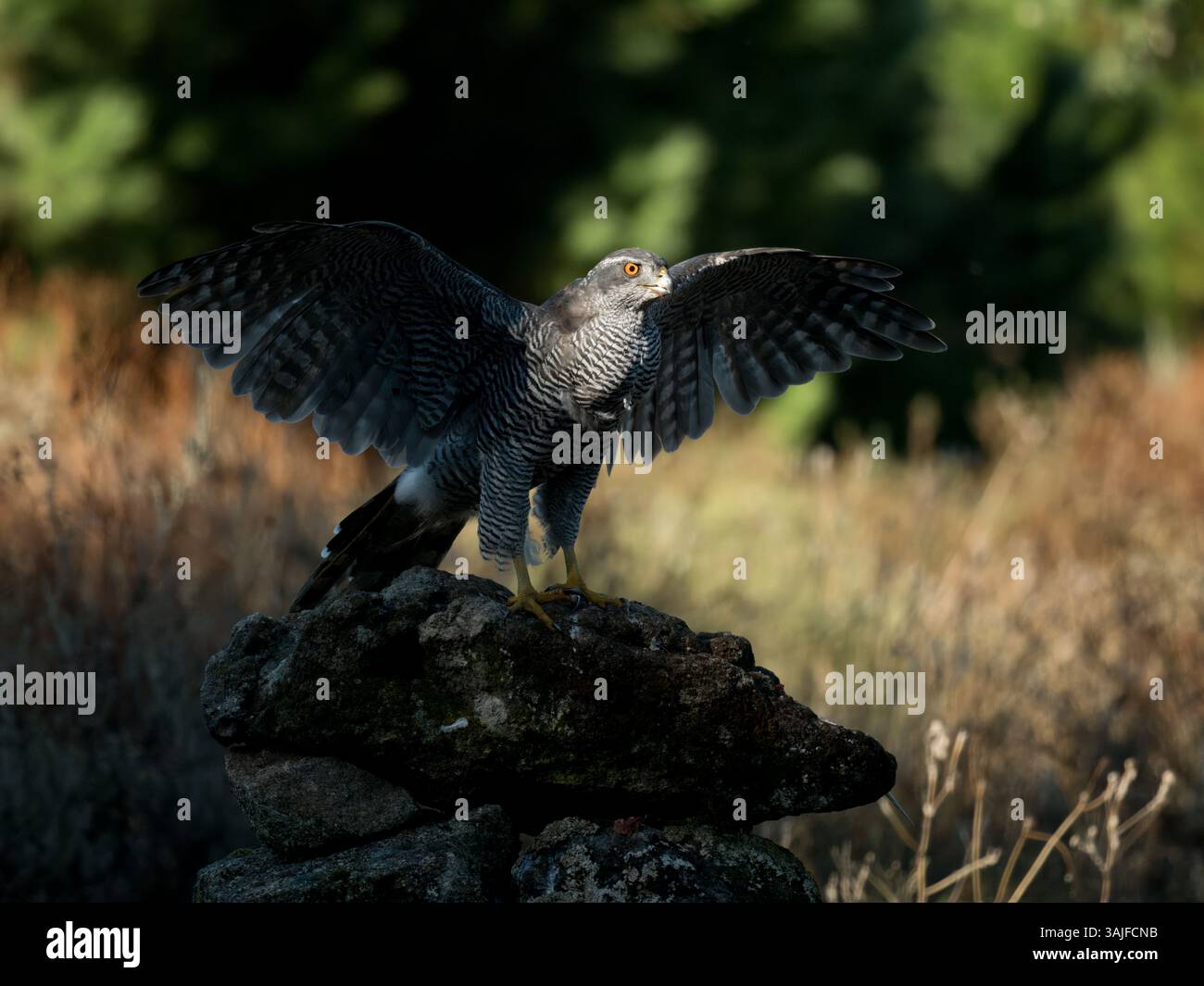 Goshawk eurasiatico (Accipiter gentilis) Calera vicino a Talavera de la Reina, Spagna Foto Stock