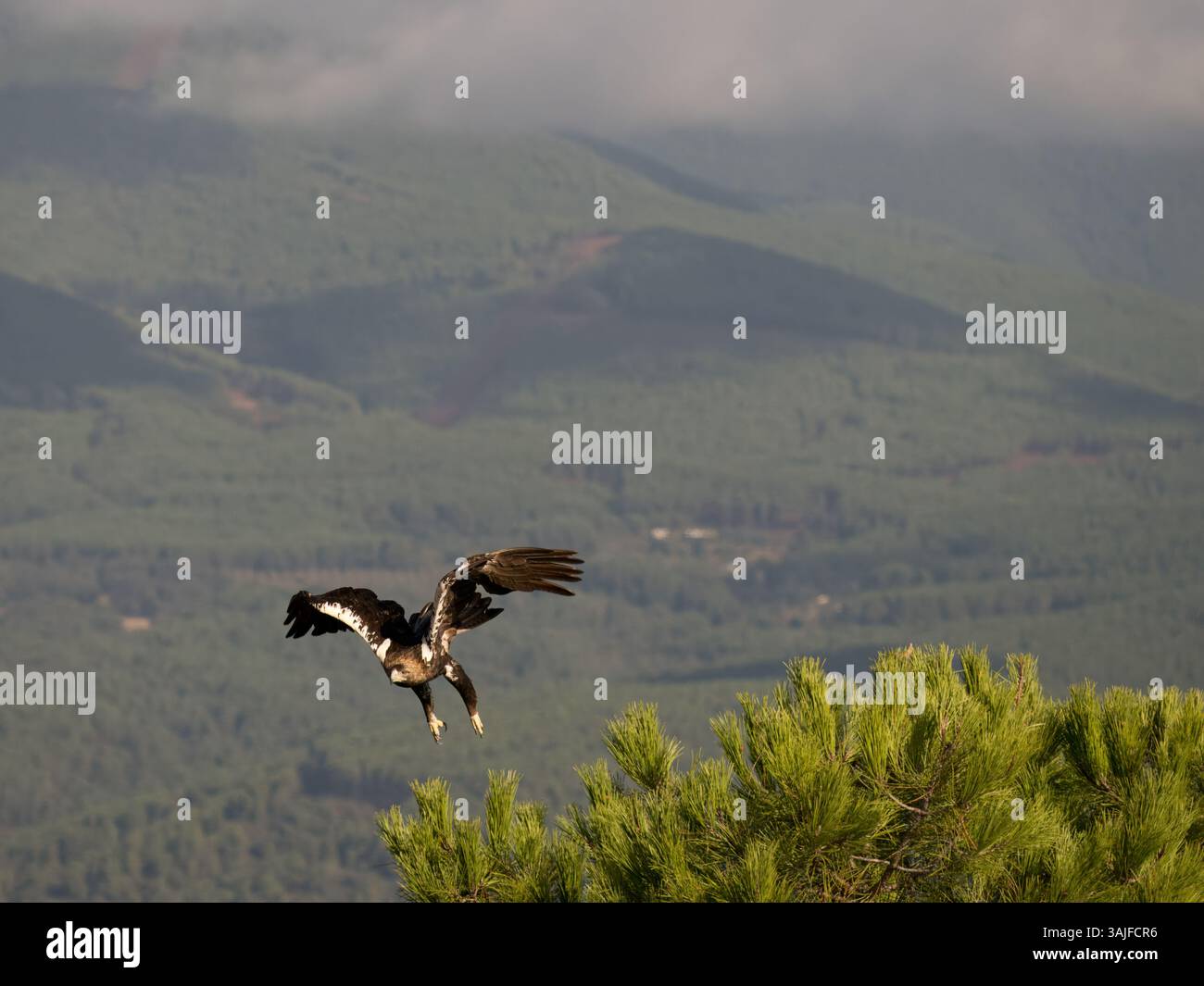 Aquila Imperiale spagnola (Aquila adalberti) in volo, Calera vicino a Talavera de la Reina, Spagna Foto Stock