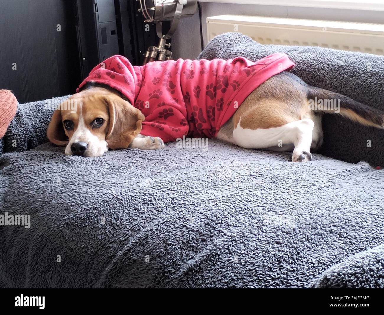 Beagle Dog adagiato sul divano Foto Stock