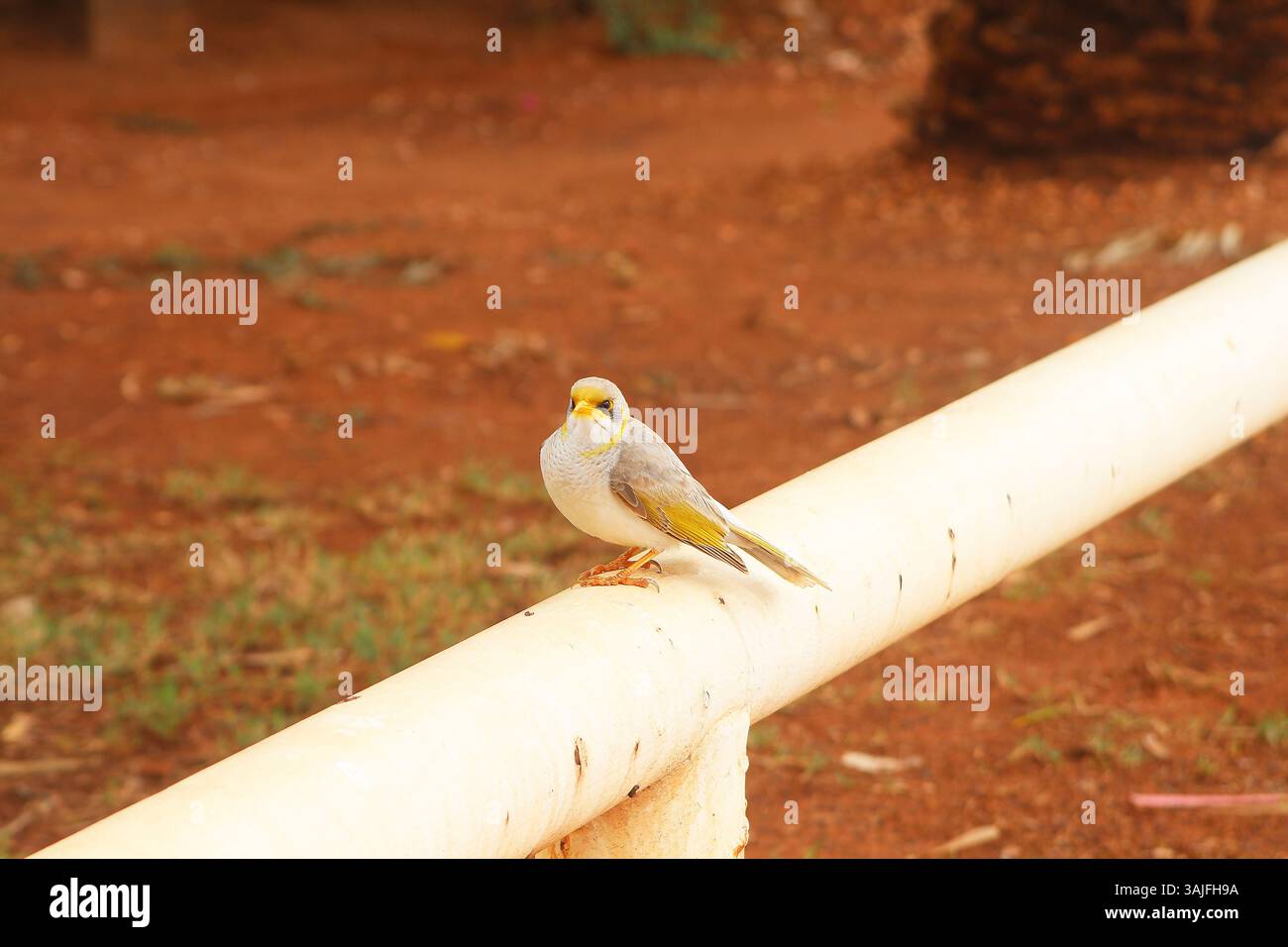 Minatore dalla gola gialla (Manorina flavigula) una specie di honeyeater coloniale, endemica dell'Australia Foto Stock
