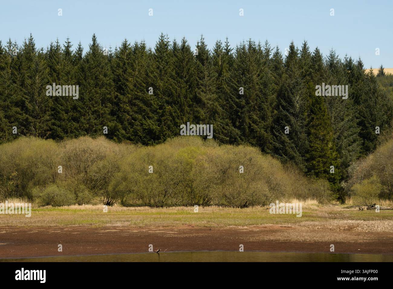 Llwyn Onn Reservation, Merthyr Tydfil, Galles del Sud, Regno Unito. 11 aprile 2025. Meteo nel Regno Unito: Pomeriggio caldo con livelli dell'acqua leggermente inferiori. Crediti: Andrew Bartlett/Alamy Live News Foto Stock