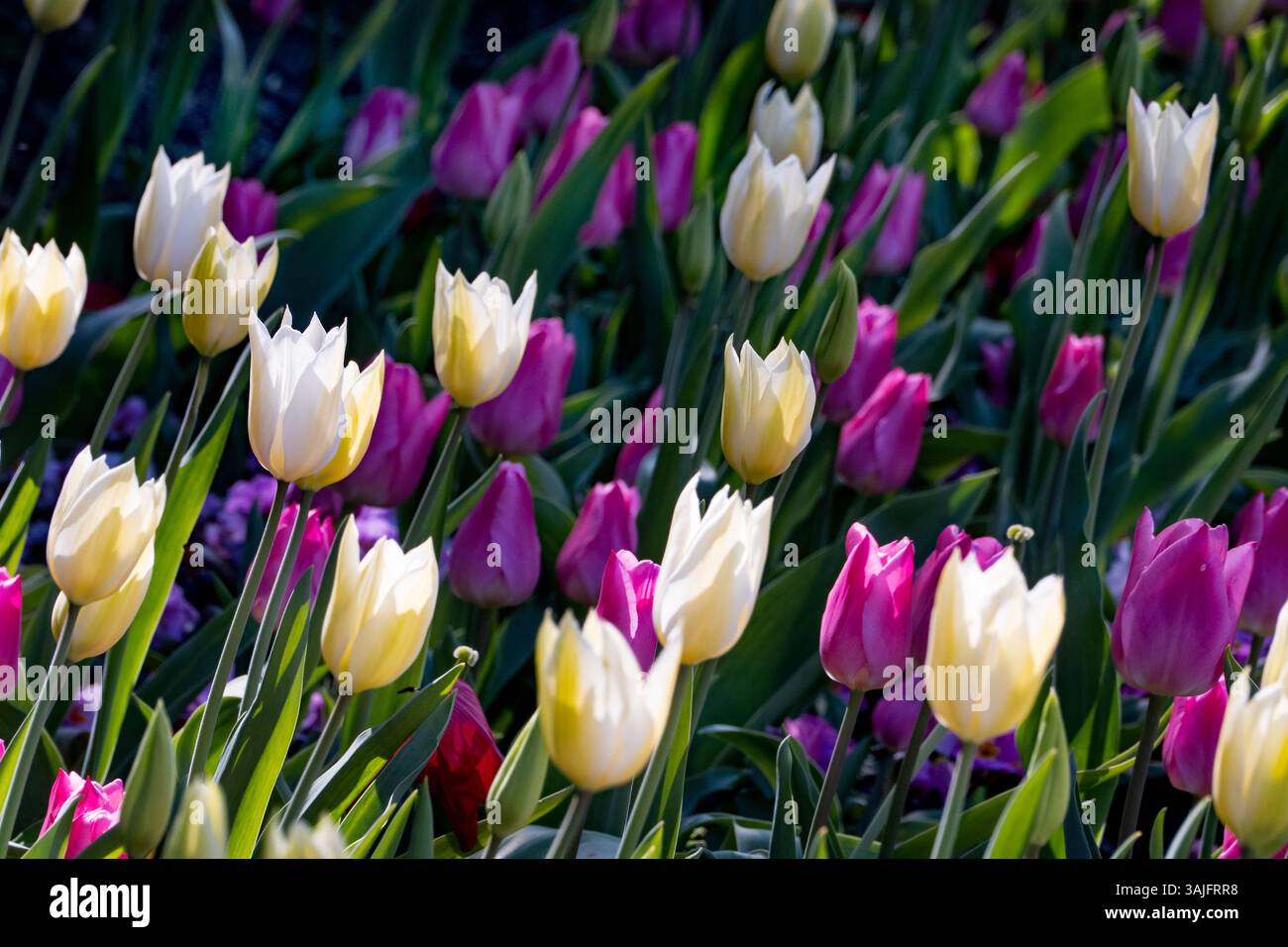 Collezione primaverile di tulipani in giardino Foto Stock