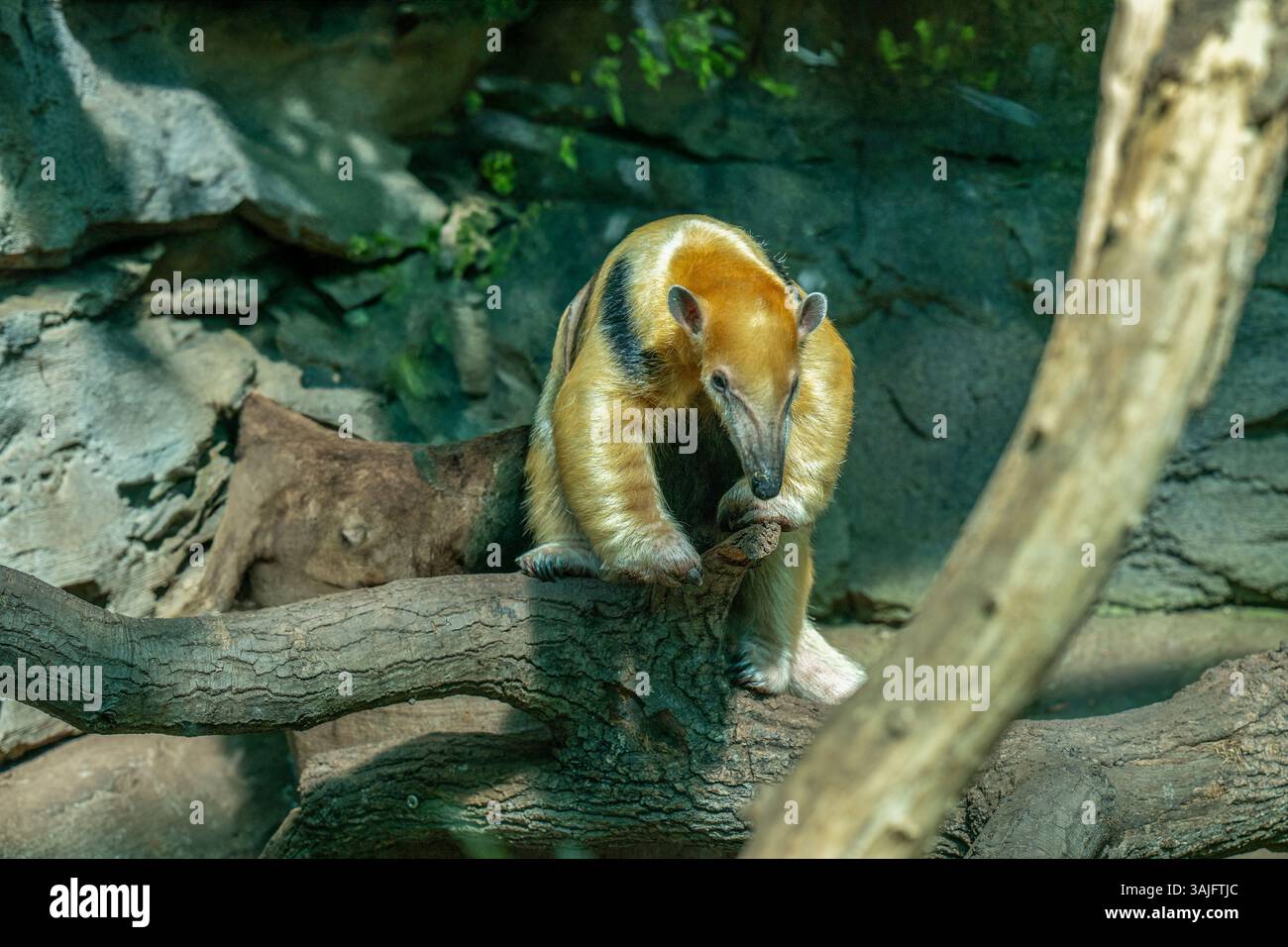 Tamandua settentrionale (Tamandua mexicana). È distribuito in America Centrale e Nord America del Sud Foto Stock