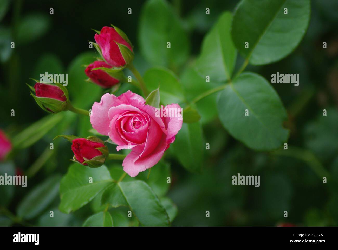 Primo piano della vivace rosa rosa rosa in un lussureggiante giardino (rosa rosa vivace in piena fioritura tra lussureggianti fogliame verde, che irradia bellezza ed eleganza) Foto Stock