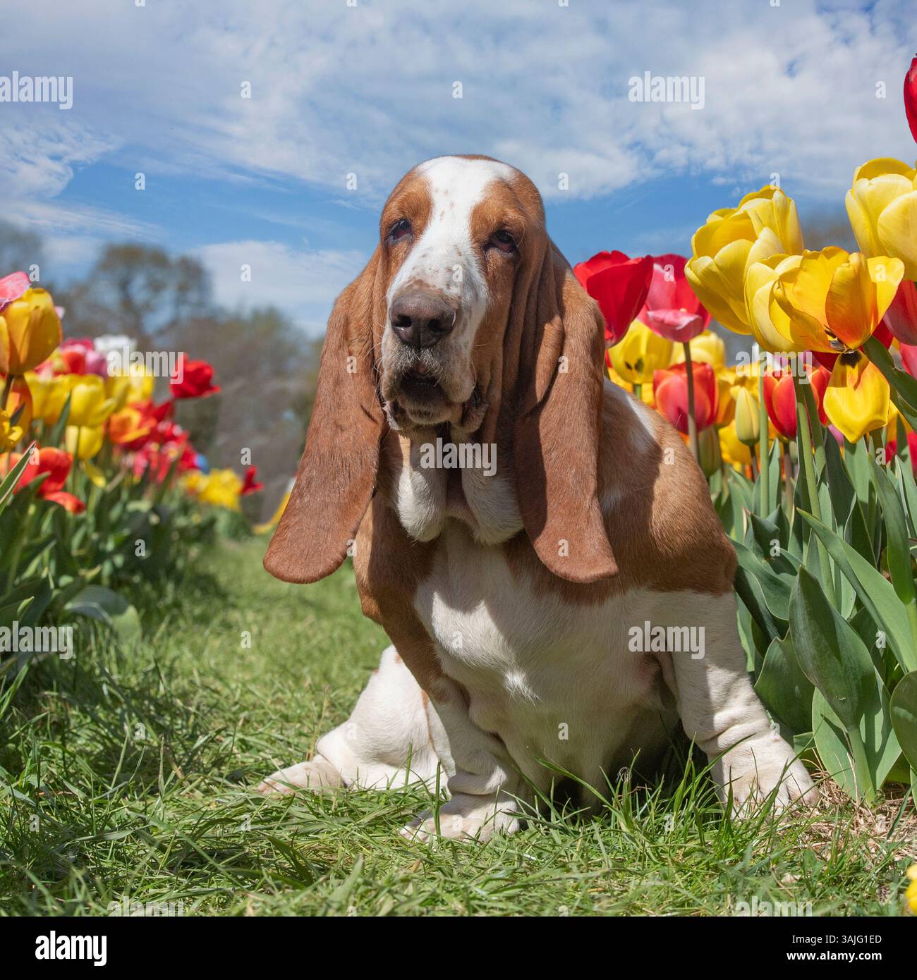 basset hound in fiori colorati Foto Stock