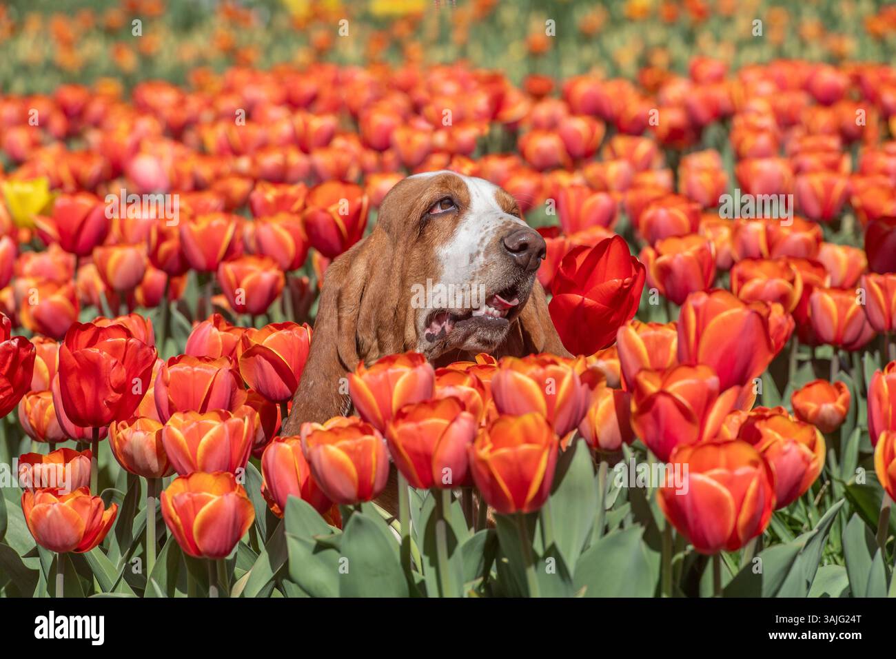 basset hound seduto in un prato fiorito di tulipani rossi Foto Stock