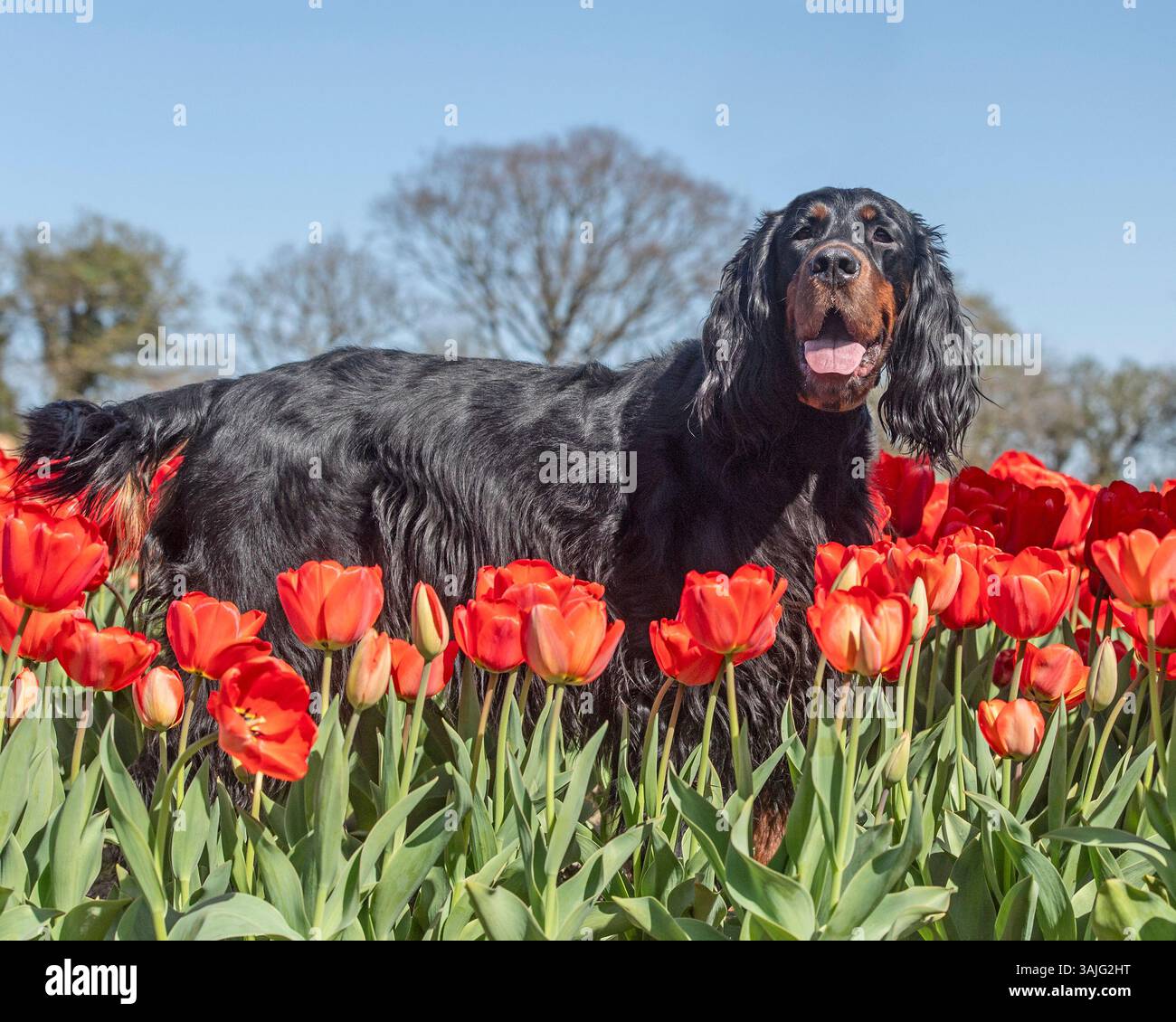 Gordon Setter in un campo di tulipani Foto Stock