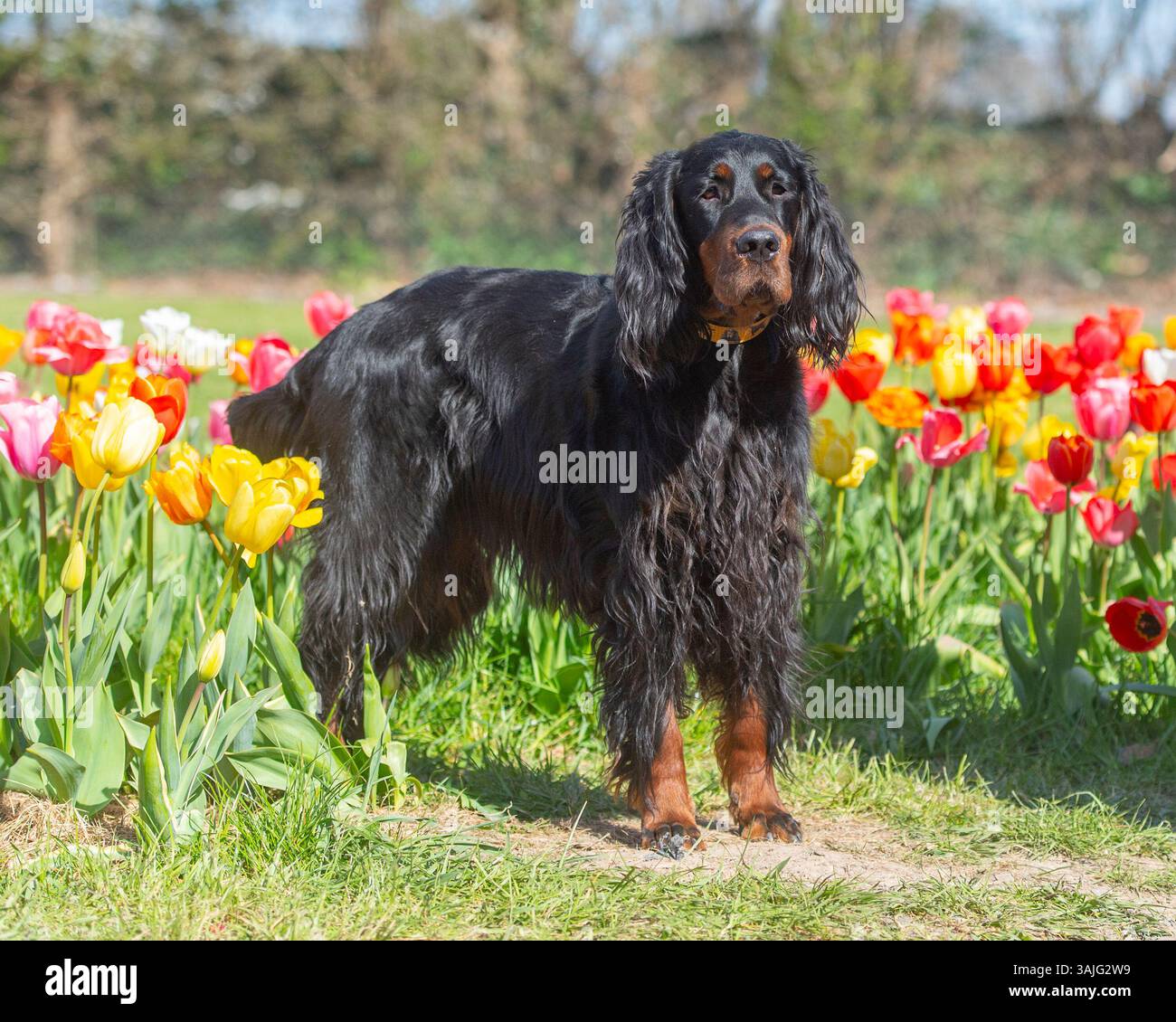 Il cane Gordon Setter in piedi nei tulipani Foto Stock