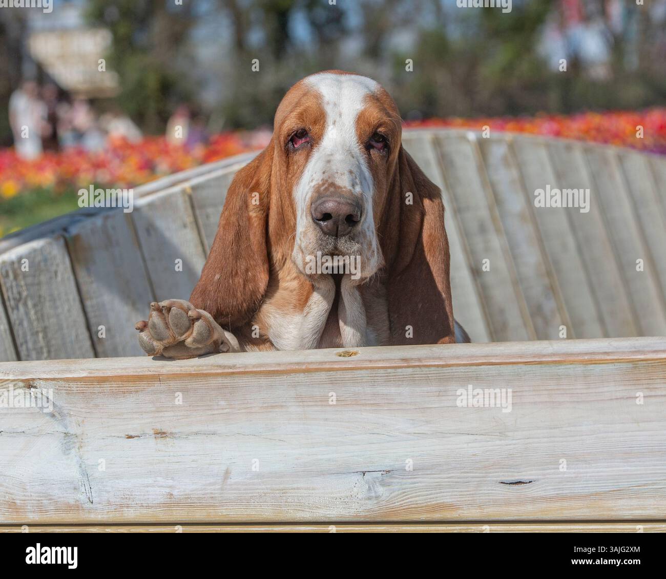 grazioso levriero basset seduto in una piantatrice di legno in giardino Foto Stock