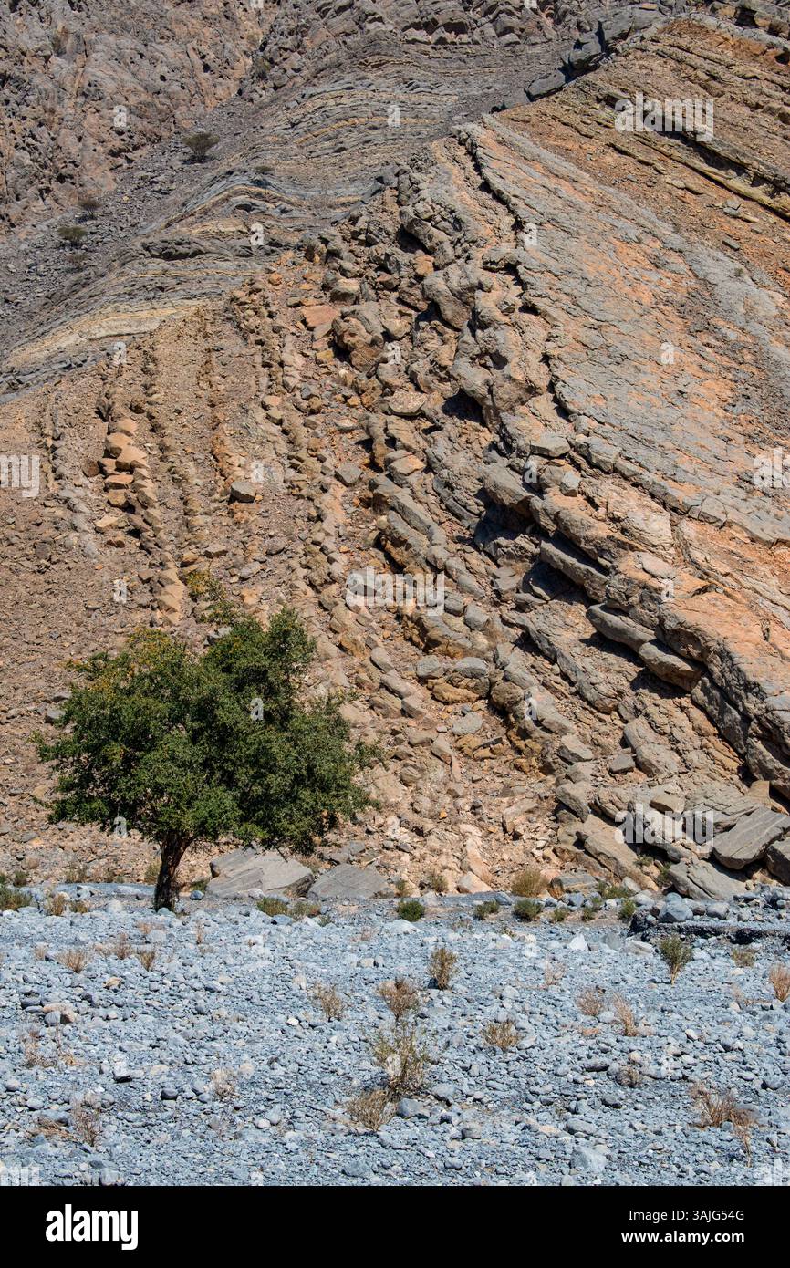 Oman: Paesaggio desertico, alberi verdi e variopinti percorsi in montagna nella penisola di Musandam (Ruus al Jibal), il punto nord-orientale della penisola arabica Foto Stock