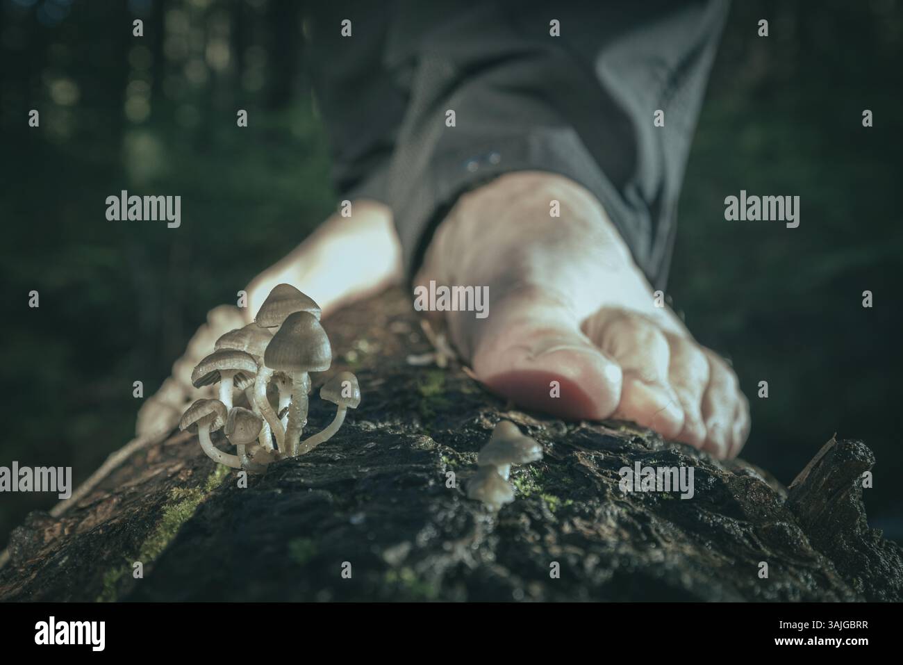 Piedi umani di un maschio adulto che cammina a piedi nudi in una foresta come forma di messa a terra e connessione con la terra. Foto Stock