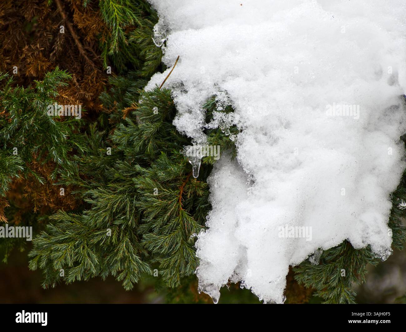 Albero coperto di neve. Piccolo ramo di conifere che cresce dal suolo per metà ricoperto di neve Foto Stock