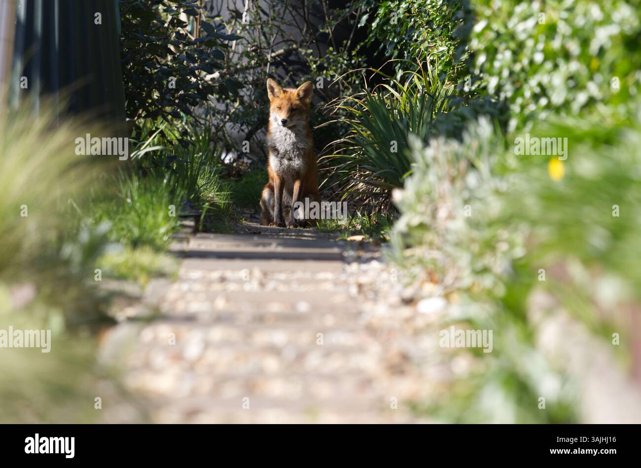 Una volpe rossa (Vulpes vulpes) seduta alla fine di un percorso fiancheggiato da piante fuori fuoco che guardano dritto avanti, primavera Regno Unito. Foto Stock