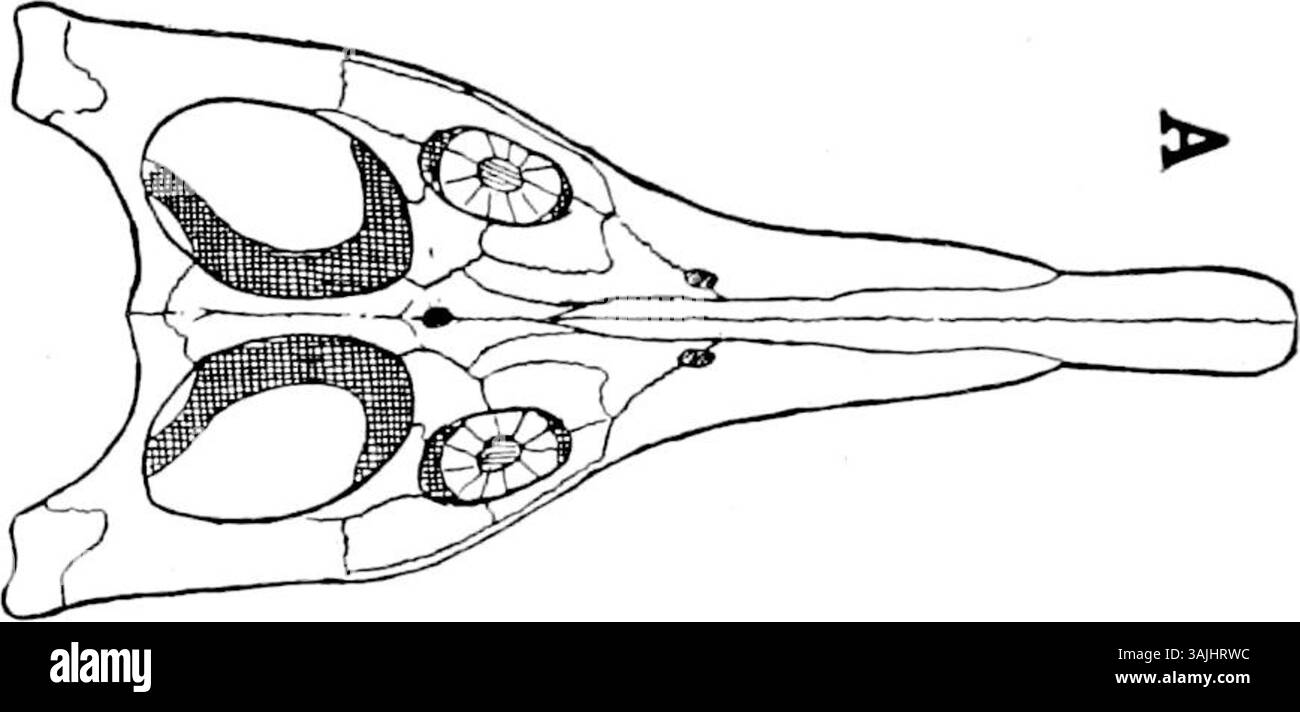 Illustrazione di Samuel Wendell Williston da "l'osteologia dei rettili" raffigurante il cranio di Peloneustes in vista dorsale. L'immagine viene estratta e ruotata per essere utilizzata nei cladogrammi. Foto Stock