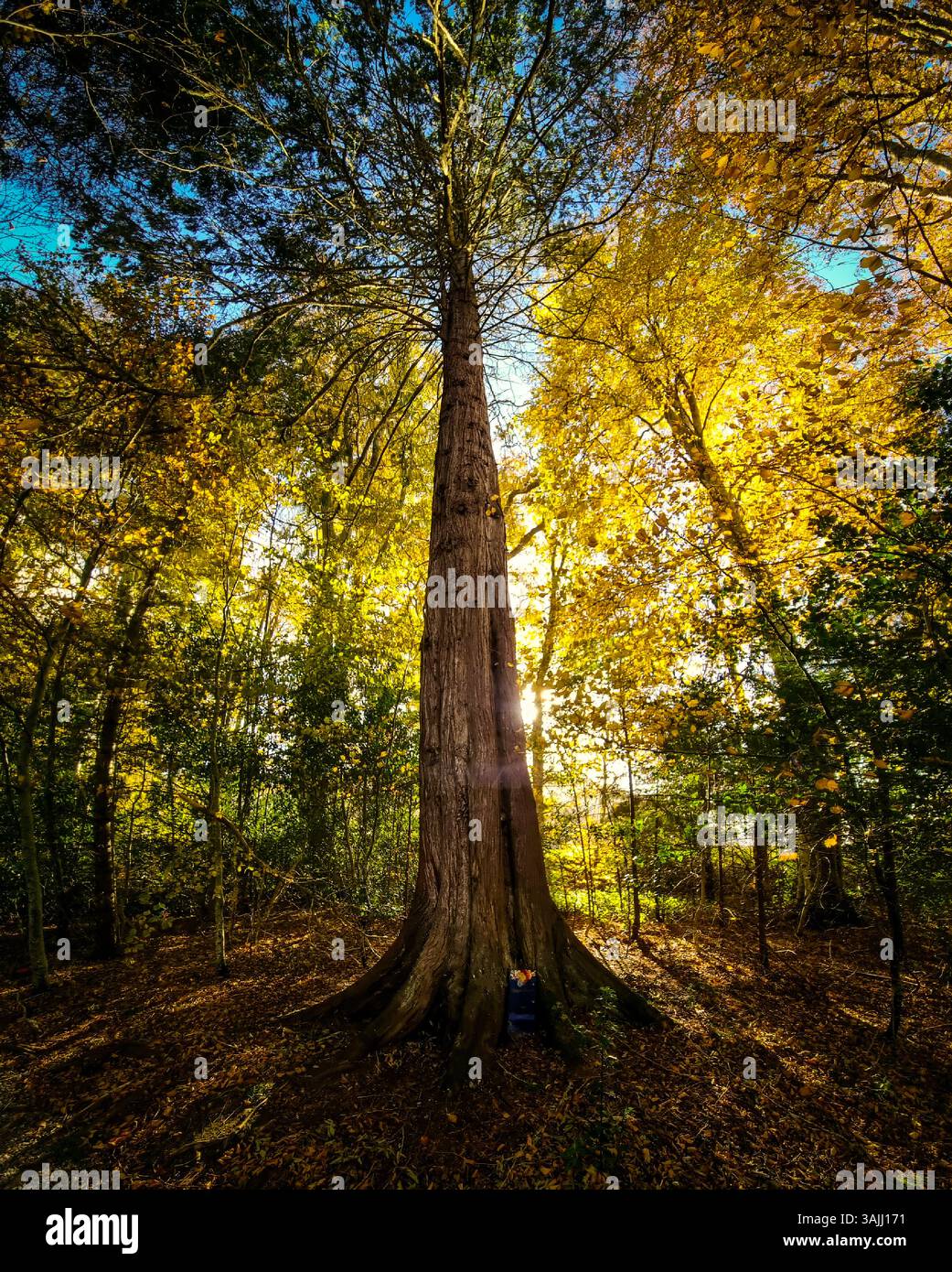 Alberi d'oro autunnali a Attadale Gardens, Scozia. Foto Stock