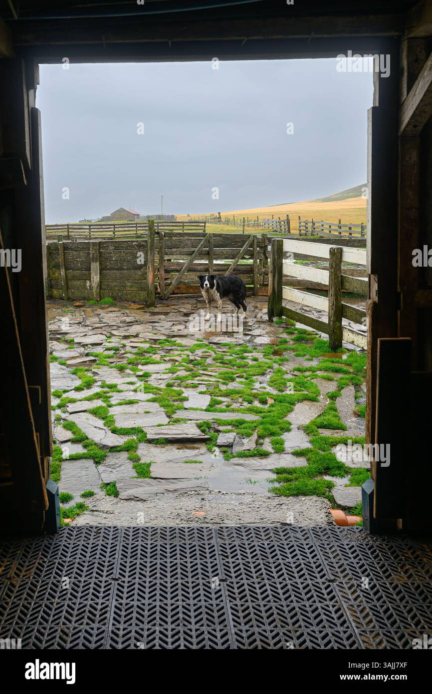 Guarda fuori dalla porta di un capannone di un collie di confine in una giornata di pioggia in un allevamento di pecore a Saunders Island, Isole Falkland. Foto Stock