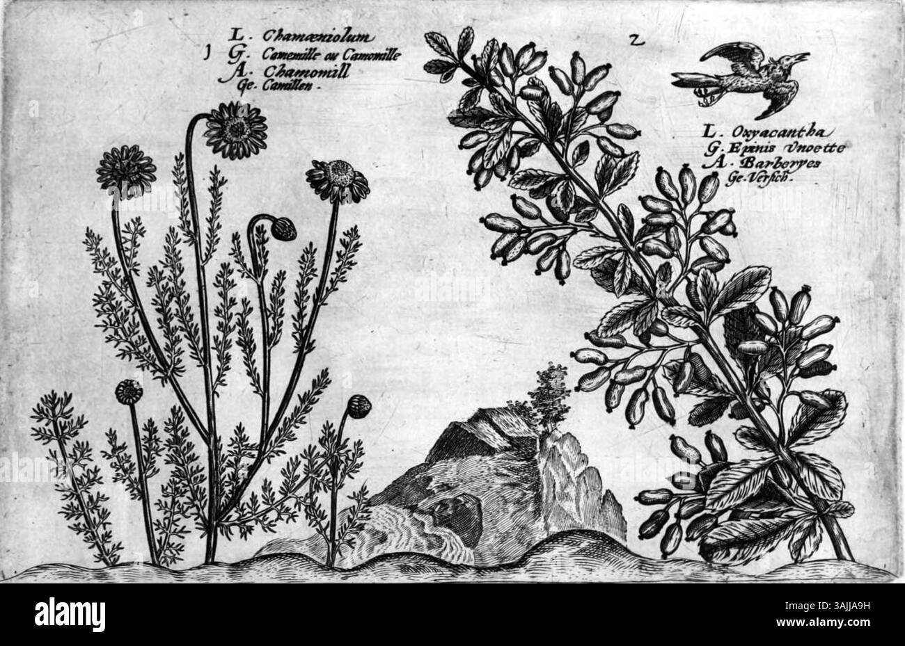Crispijn van de Passe incisione del giovane, 'Hortus floridus. Altera pars, piastra 1, è caratterizzato da una rappresentazione dettagliata di diverse piante, concentrandosi sulle loro caratteristiche botaniche. Questo piatto fa parte di una serie dedicata a mostrare la diversità della flora. Foto Stock
