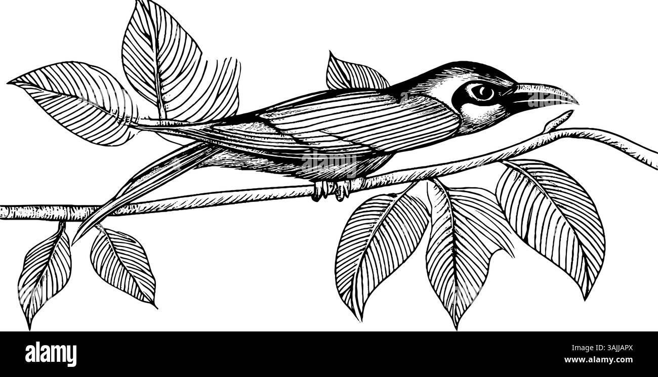 Un'illustrazione dettagliata in bianco e nero di un uccello appollaiato su un ramo con foglie. L'uccello ha un corpo sottile e un becco prominente, che mostra intricati lavori di linea e ombreggiature. Illustrazione Vettoriale