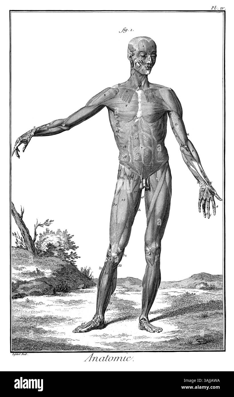L'illustrazione di Denis Diderot del 1762 tratta dall'Encyclopédie raffigura un corpo umano sfalsato, basato su studi anatomici di Albinus. L'incisione è una rappresentazione dettagliata dell'anatomia umana, che fornisce informazioni sulla comprensione scientifica del XVIII secolo. Foto Stock