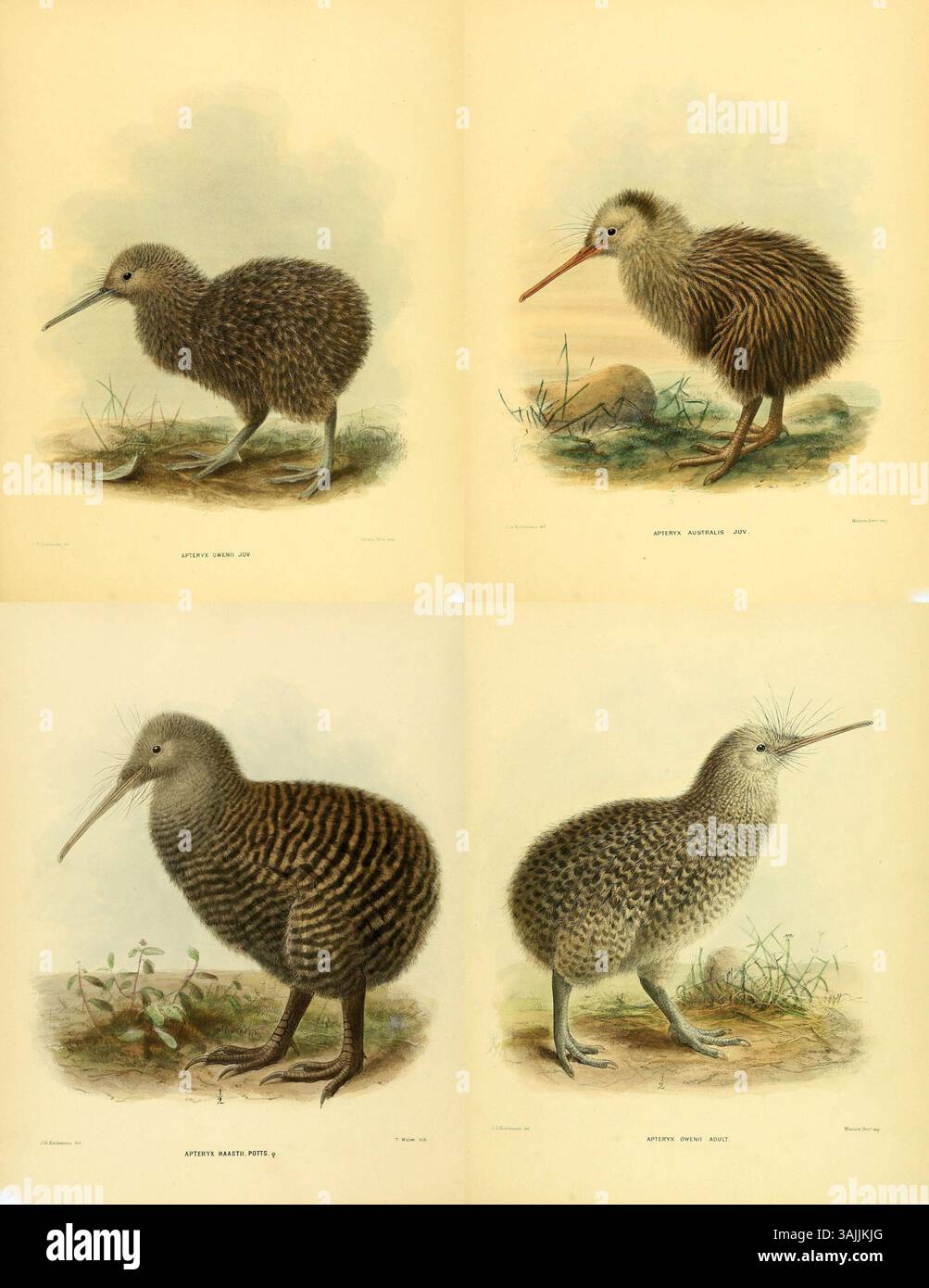 Questo mosaico illustrativo di uccelli kiwi è stato creato per il libro *Ornithological Miscellany* di John Gerrard Keulemans, pubblicato nel 1876. Il lavoro dettagliato presenta una serie di specie di kiwi, che mostrano le loro caratteristiche peculiari e l'ambiente naturale. Foto Stock
