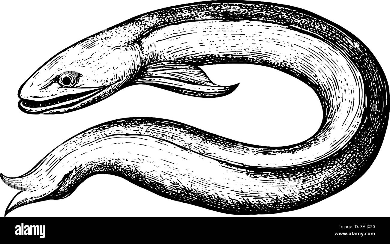 Un'illustrazione di un'anguilla, che mostra il suo corpo allungato e le sue caratteristiche distintive. L'anguilla è raffigurata in uno stile vintage dettagliato, enfatizzando la sua consistenza e le pinne lisce. Illustrazione Vettoriale