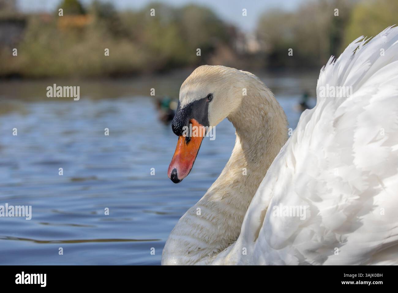 Primo piano di una bellissima testa di cigno muta (Cygnus olor) girata guardando la macchina fotografica che nuotava sul lago del Regno Unito, le ali si riversavano in posa territoriale e difensiva. Foto Stock