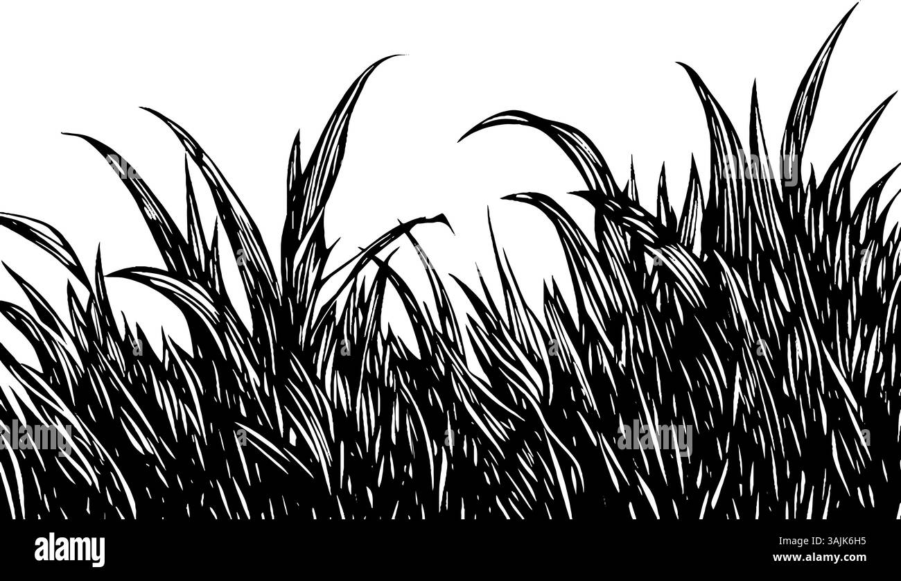 Un'illustrazione dettagliata dell'erba alta con lame affilate e appuntite che creano un aspetto testurizzato su sfondo bianco. Illustrazione Vettoriale