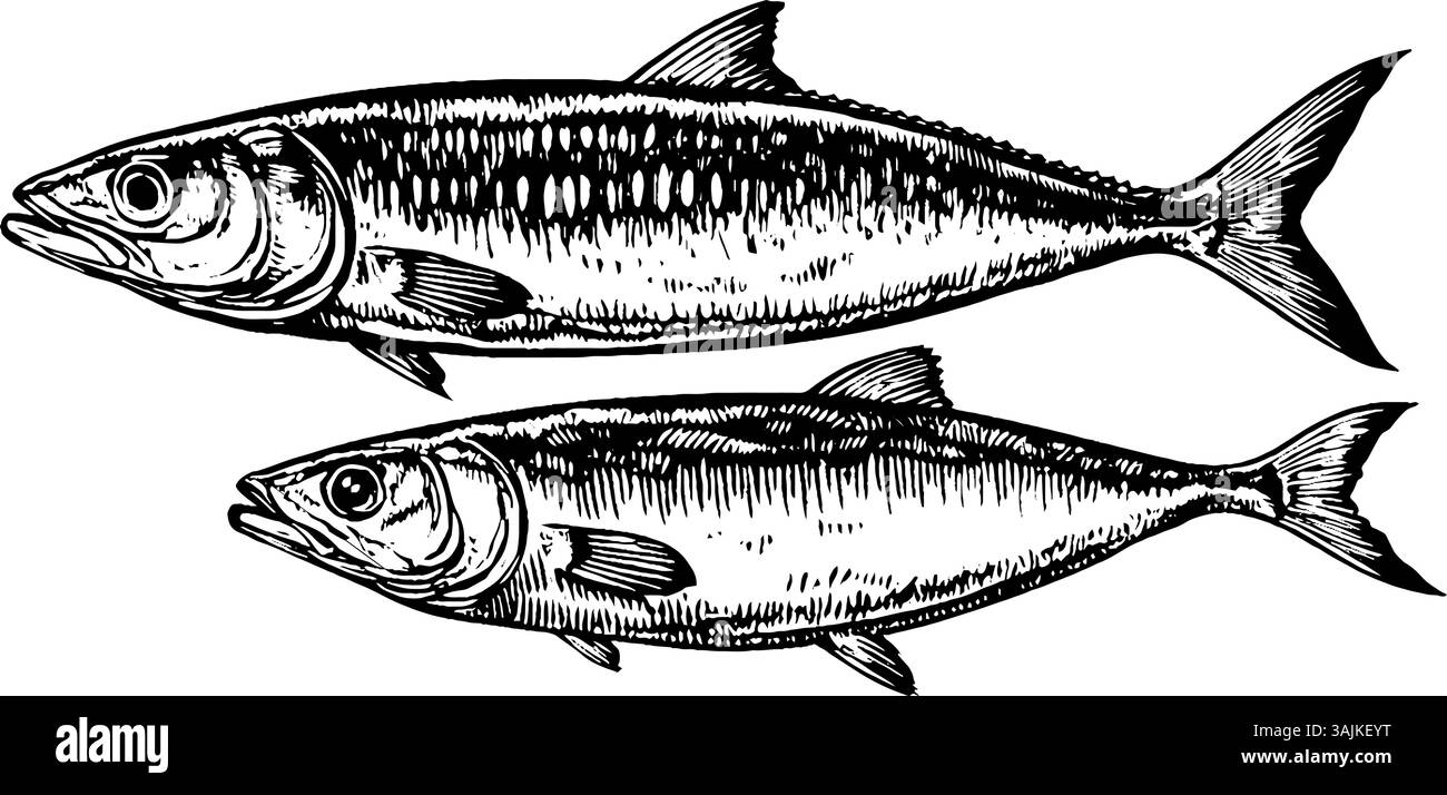 Illustrazione di due pesci, uno più grande e uno più piccolo, che mostrano lavori dettagliati sulla linea e ombreggiatura. I pesci sono raffigurati in uno stile realistico, enfatizzando le loro scaglie e pinne. Illustrazione Vettoriale
