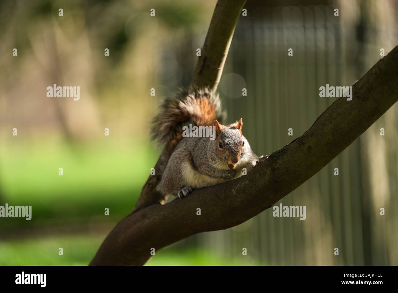 Hyde Park Squirrel Foto Stock