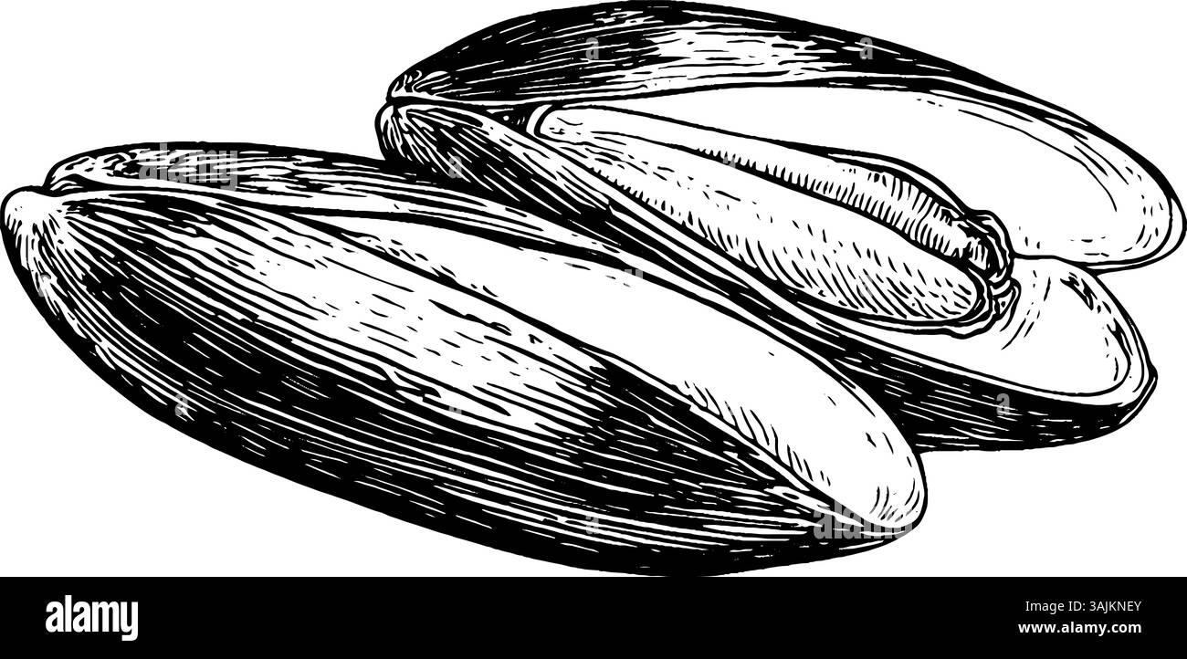 Un'illustrazione di tre noci di pistacchio aperte, con conchiglie testurizzate e chicchi verdi all'interno. Il design è dettagliato e sottolinea la forma naturale e le caratteristiche dei dadi. Illustrazione Vettoriale