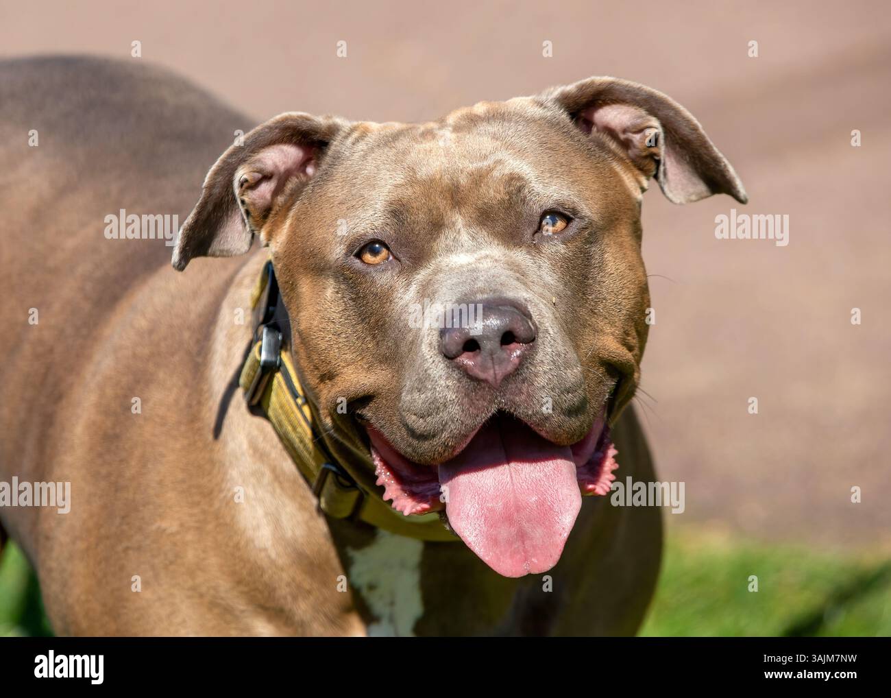 Cane bullo americano XL senza museruola Foto Stock