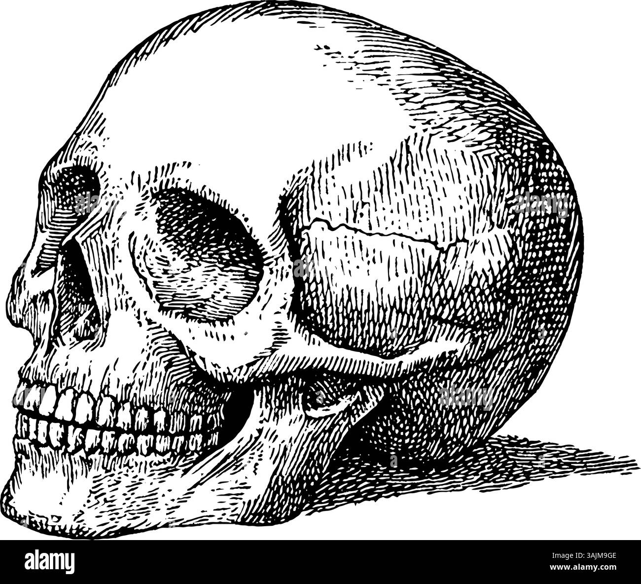 Un'illustrazione dettagliata di un cranio umano, che mostra le sue caratteristiche anatomiche. Il cranio è posizionato in una vista di tre quarti, sottolineandone i contorni e la struttura. Illustrazione Vettoriale