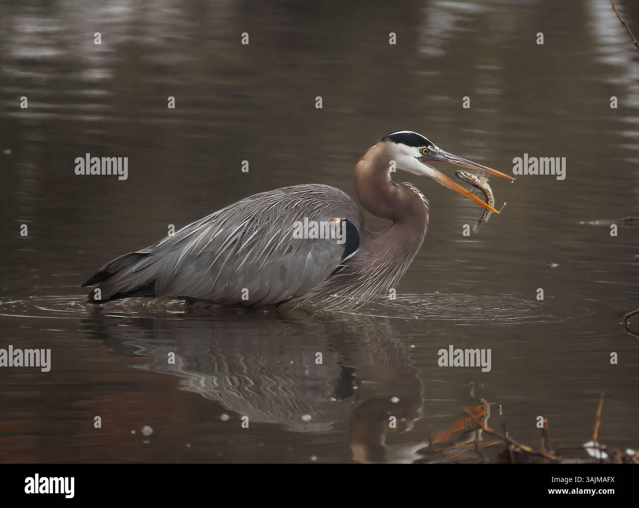 Grande airone blu, Ardea Herodius, giocoleria di pesce testa di serpente, Maryland Foto Stock