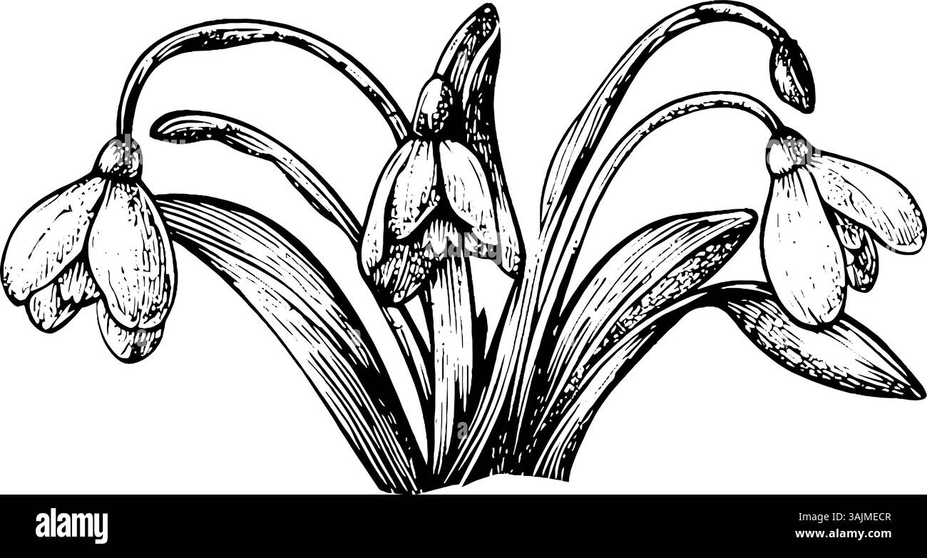Un'illustrazione dettagliata di fiori di goccia di neve con delicati petali e foglie sottili, che mostrano la loro bellezza naturale in uno stile vintage. Illustrazione Vettoriale