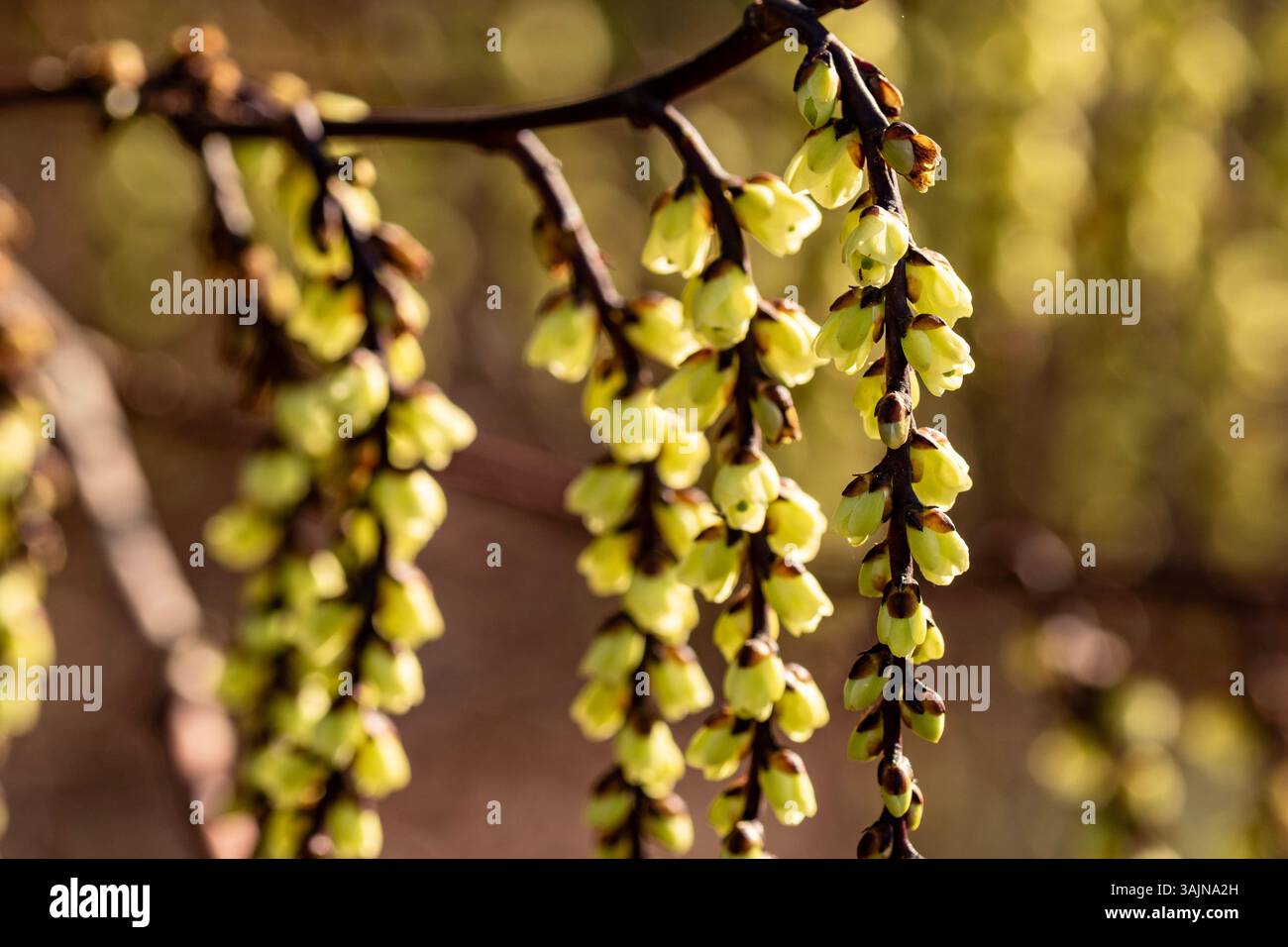 Ravvicinato naturale delle piante primaverili ritratto di racemi gialli particolarmente lunghi di Stachyurus chinensis «Celina», Stachyurus cinese «Celina» Foto Stock