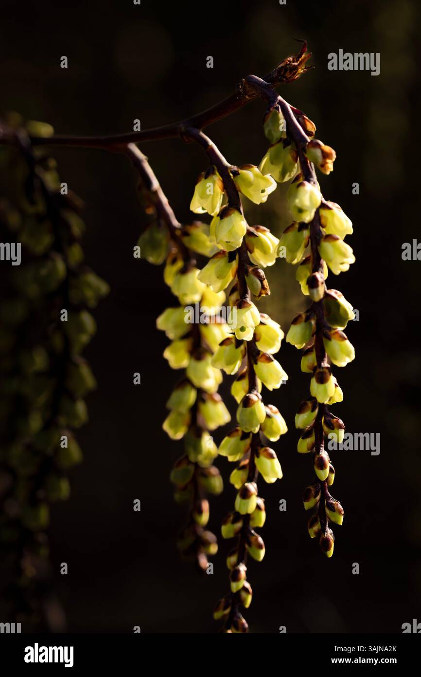 Ravvicinato naturale delle piante primaverili ritratto di racemi gialli particolarmente lunghi di Stachyurus chinensis «Celina», Stachyurus cinese «Celina» Foto Stock