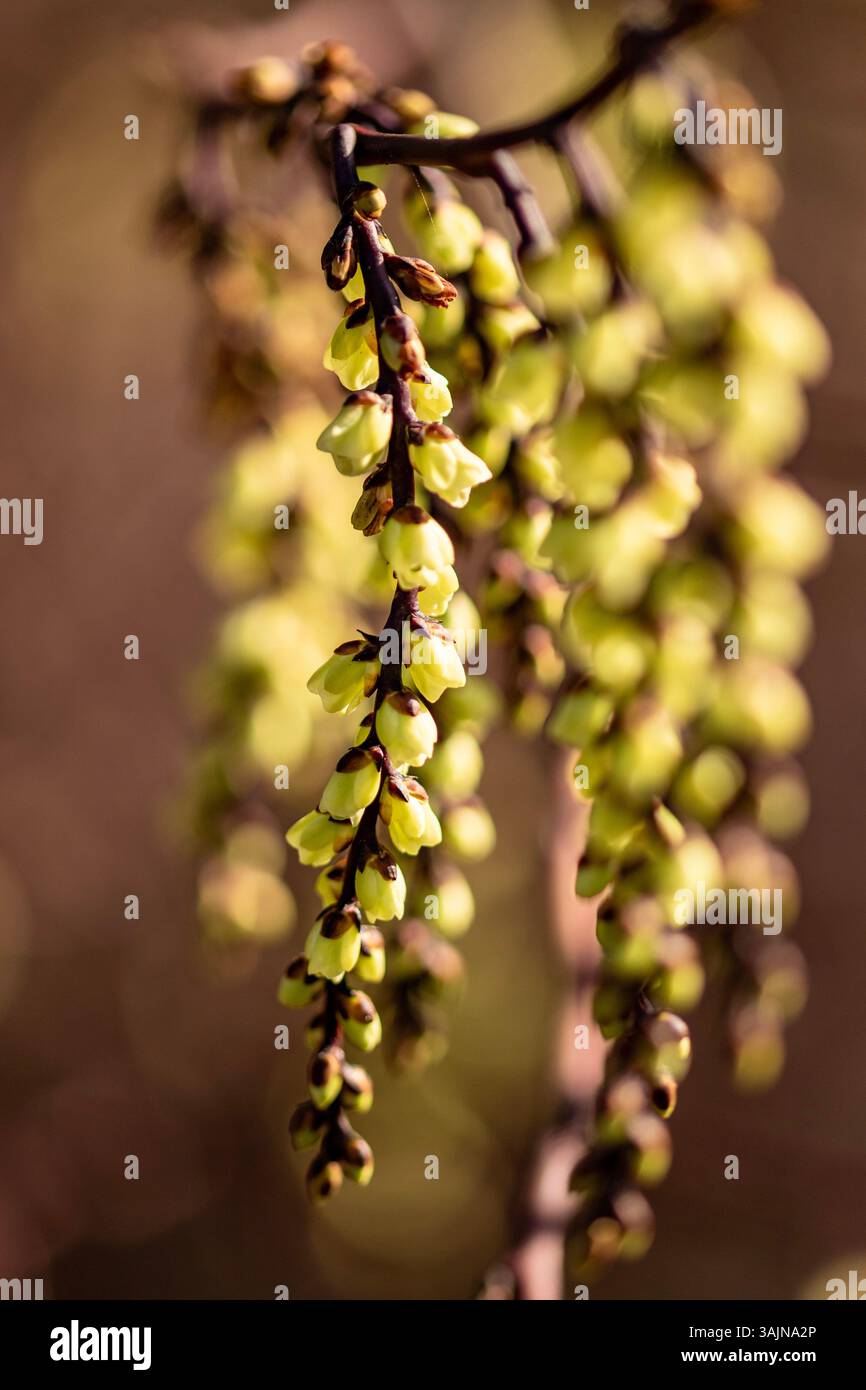 Ravvicinato naturale delle piante primaverili ritratto di racemi gialli particolarmente lunghi di Stachyurus chinensis «Celina», Stachyurus cinese «Celina» Foto Stock