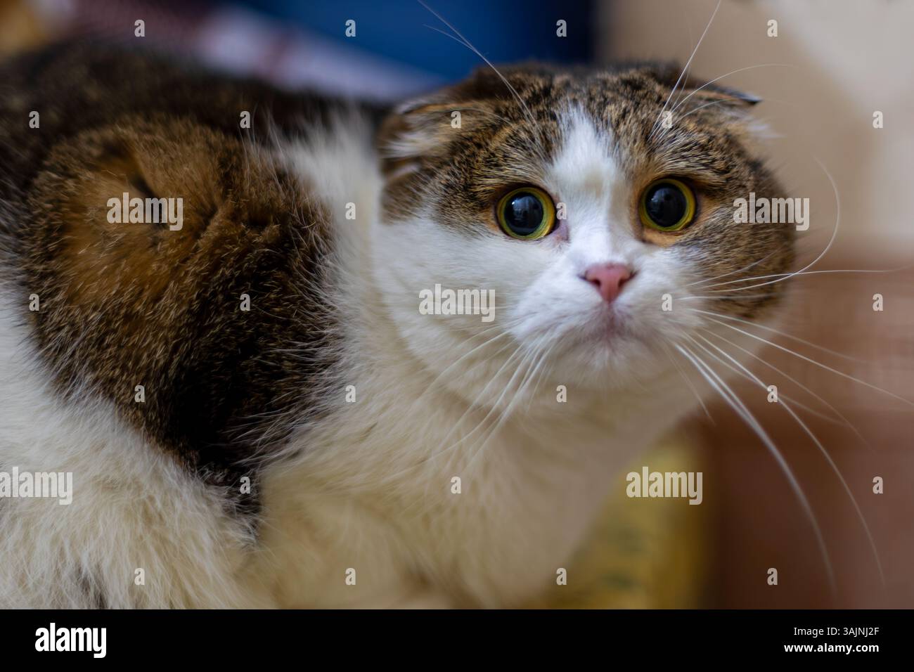 Gatto sorpreso con occhi larghi all'interno. Primo piano di un gatto tabby sorpreso con occhi ampi e rotondi e orecchie piegate, colto in un momento di shock o curiosità Foto Stock