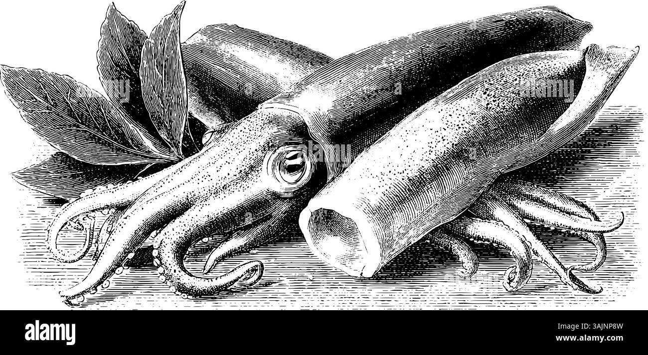 Illustrazione di calamari d'epoca con foglie - disegno a inchiostro dettagliato. Illustrazione Vettoriale