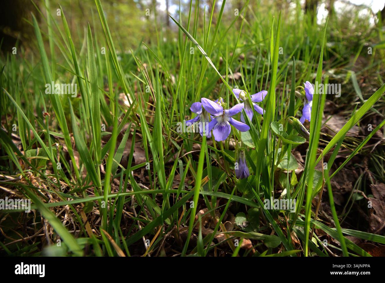 Introduzione: Delicate violette fioriscono all'ombra della foresta e trasudano la loro tranquilla eleganza. Foto Stock