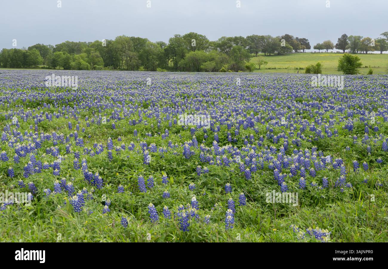 Campo di bluebonnet o lupini in fiore del Texas in primo piano con un albero su una collina sullo sfondo e nuvole sopra la testa. Fotografato a Whi Foto Stock