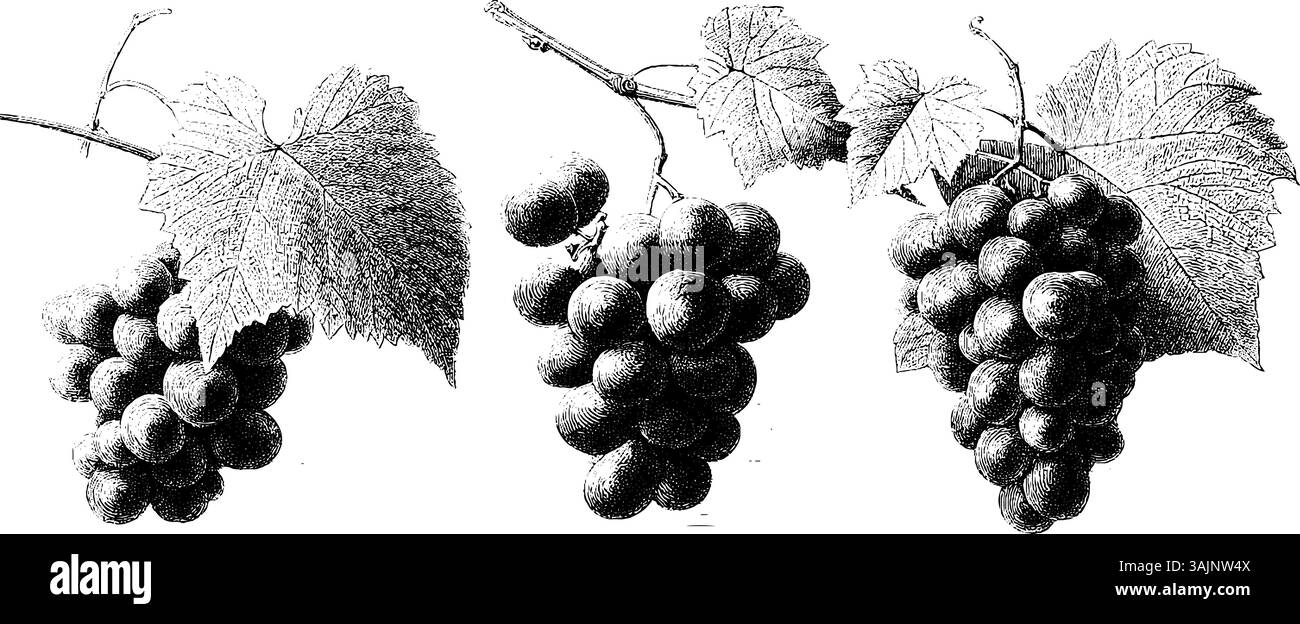 Illustrazione botanica d'annata di grappoli d'uva con foglie dettagliate. Illustrazione Vettoriale