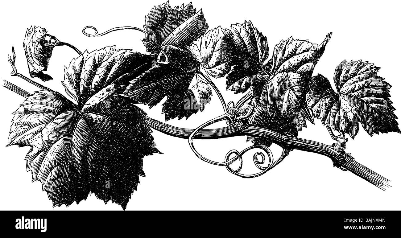 Illustrazione dettagliata della vite vintage con foglie e tendini. Illustrazione Vettoriale