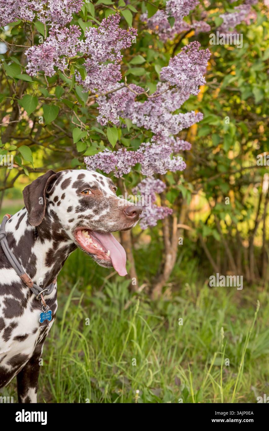 Adorabile cane seduto sotto una fiorente macchia di Syylan in una giornata di sole all'inizio della primavera. Ritratto di un cucciolo carino contro i cespugli di lilla in fiore Foto Stock
