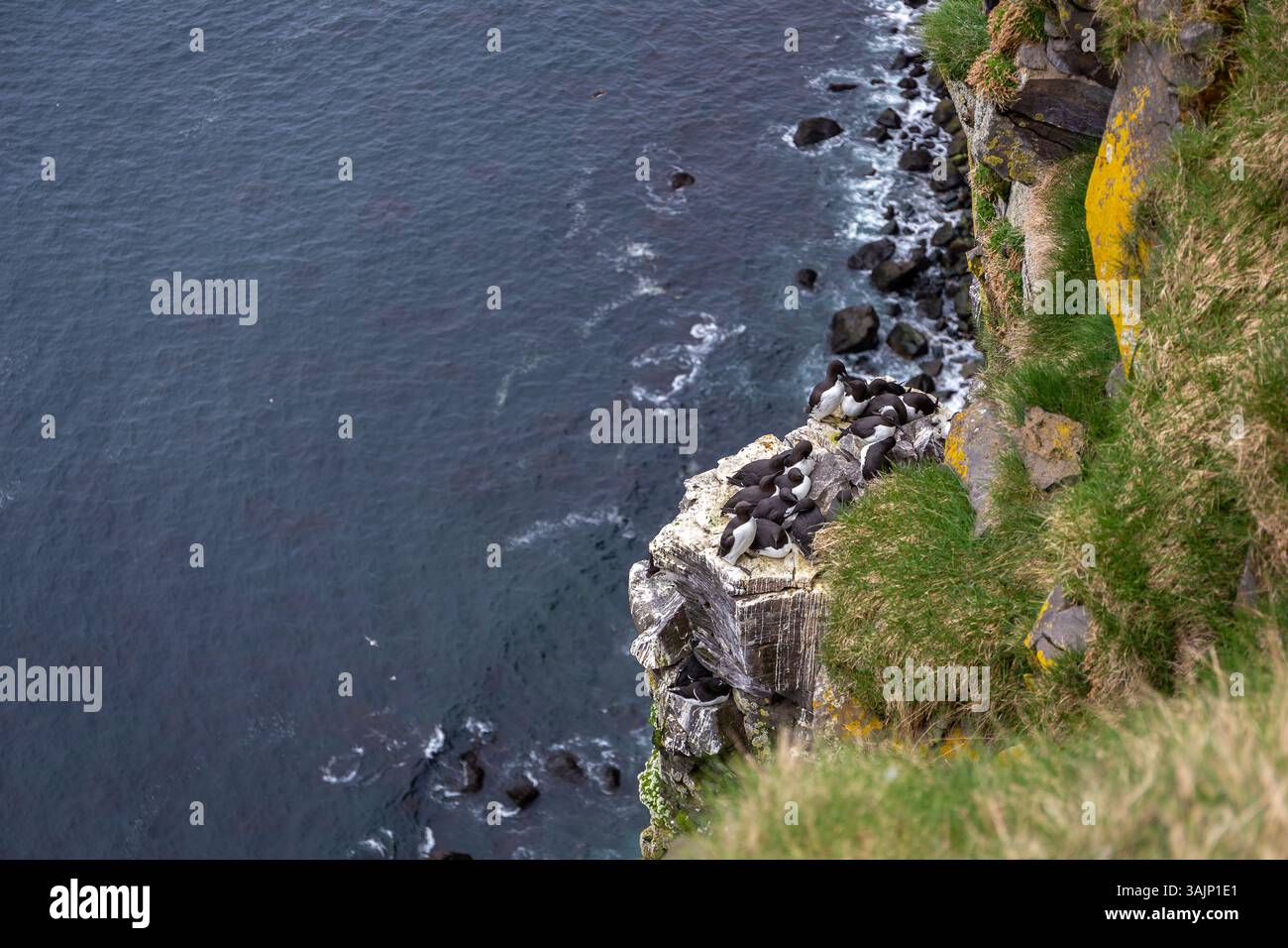 Colonia di uccelli marini di Razorbill (Alca torda islandica) che nidifica sulle scogliere rocciose di Latrabjarg in Islanda con le acque dell'Oceano Atlantico sullo sfondo. Foto Stock