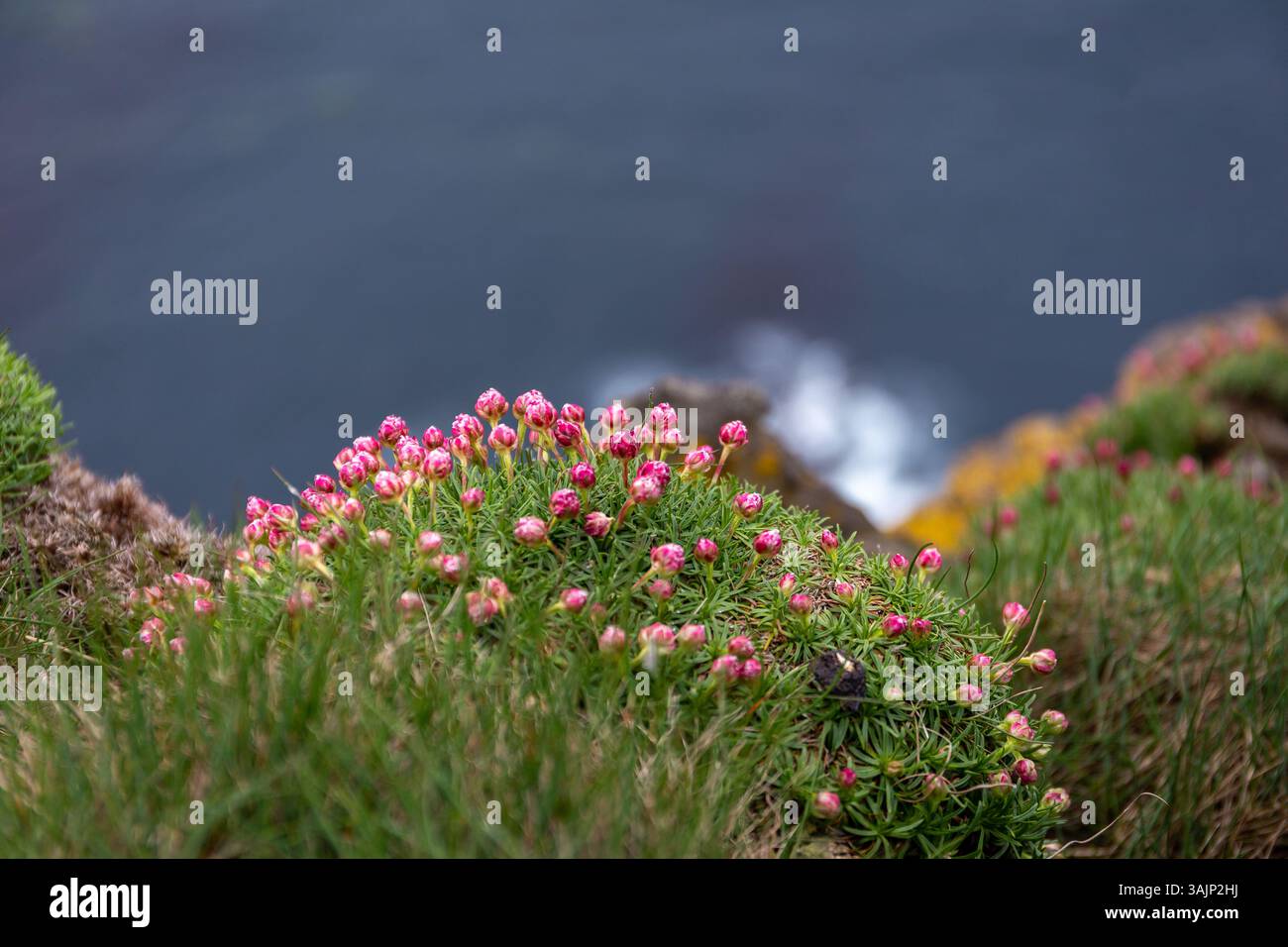 Il brivido del mare (Armeria maritima, rosa del mare) si fonde con fiori rosa su una scogliera rocciosa del Latrabjarg a Westfjords, Islanda, vista sul mare sullo sfondo. Foto Stock