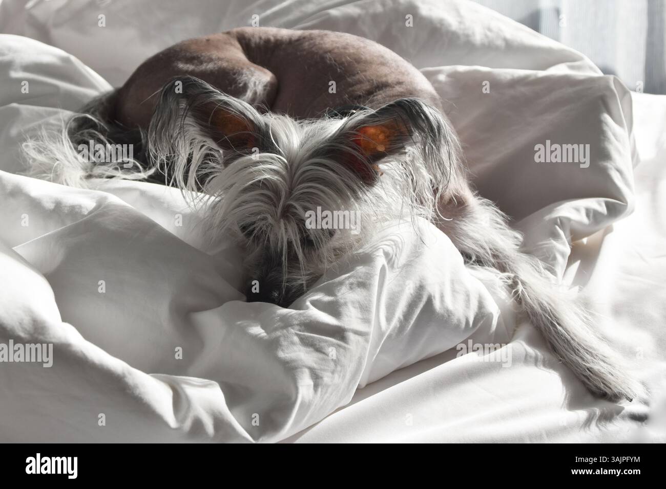 Il cane cinese crestato giace su lenzuola bianche in un letto d'hotel, in hotel sono ammessi animali domestici, cane senza capelli, cane esotico senza capelli. Foto Stock