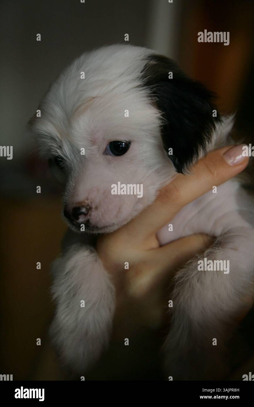 simpatico cucciolo cinese crestato in miniatura seduto in mano a una persona Foto Stock