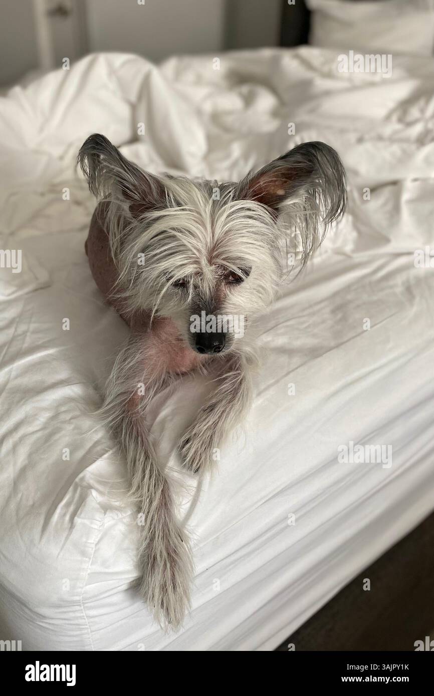 Il cane cinese crestato giace su lenzuola bianche in un letto d'hotel, in hotel sono ammessi animali domestici, cane senza capelli, cane esotico senza capelli. Foto Stock