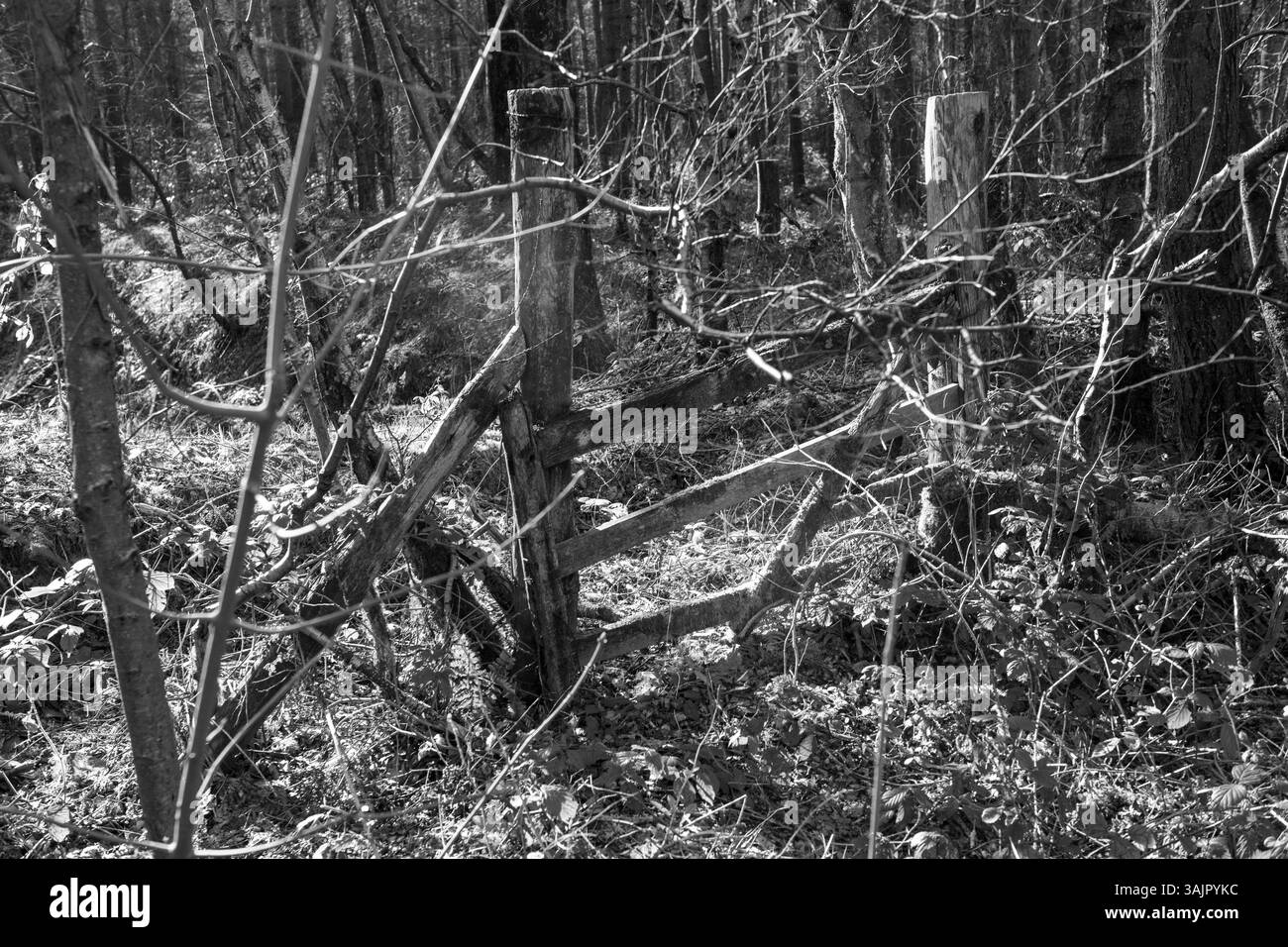 Una foto in bianco e nero di una foresta con molti rami morti. La scena è cupa e malinconica, mentre i rami morti e gli alberi sovradimensionati donano il fascino Foto Stock